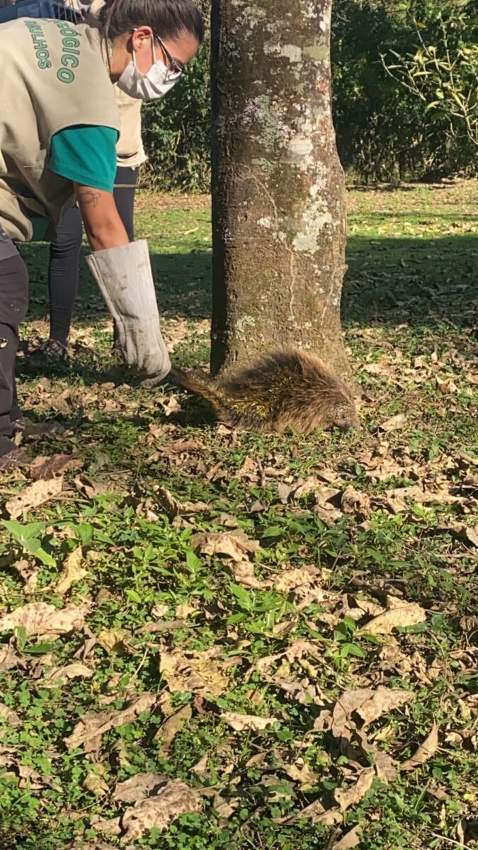 animais de volta a natureza3